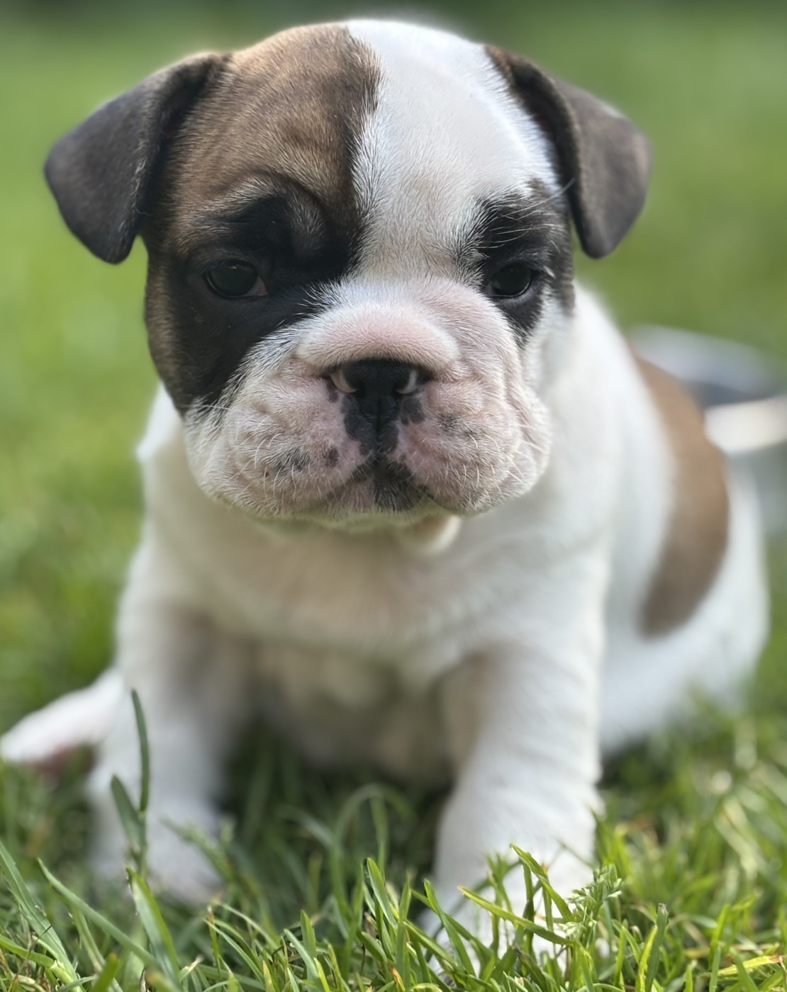 du royaume des anges gardiens - Chiots disponibles - Bouledogue français