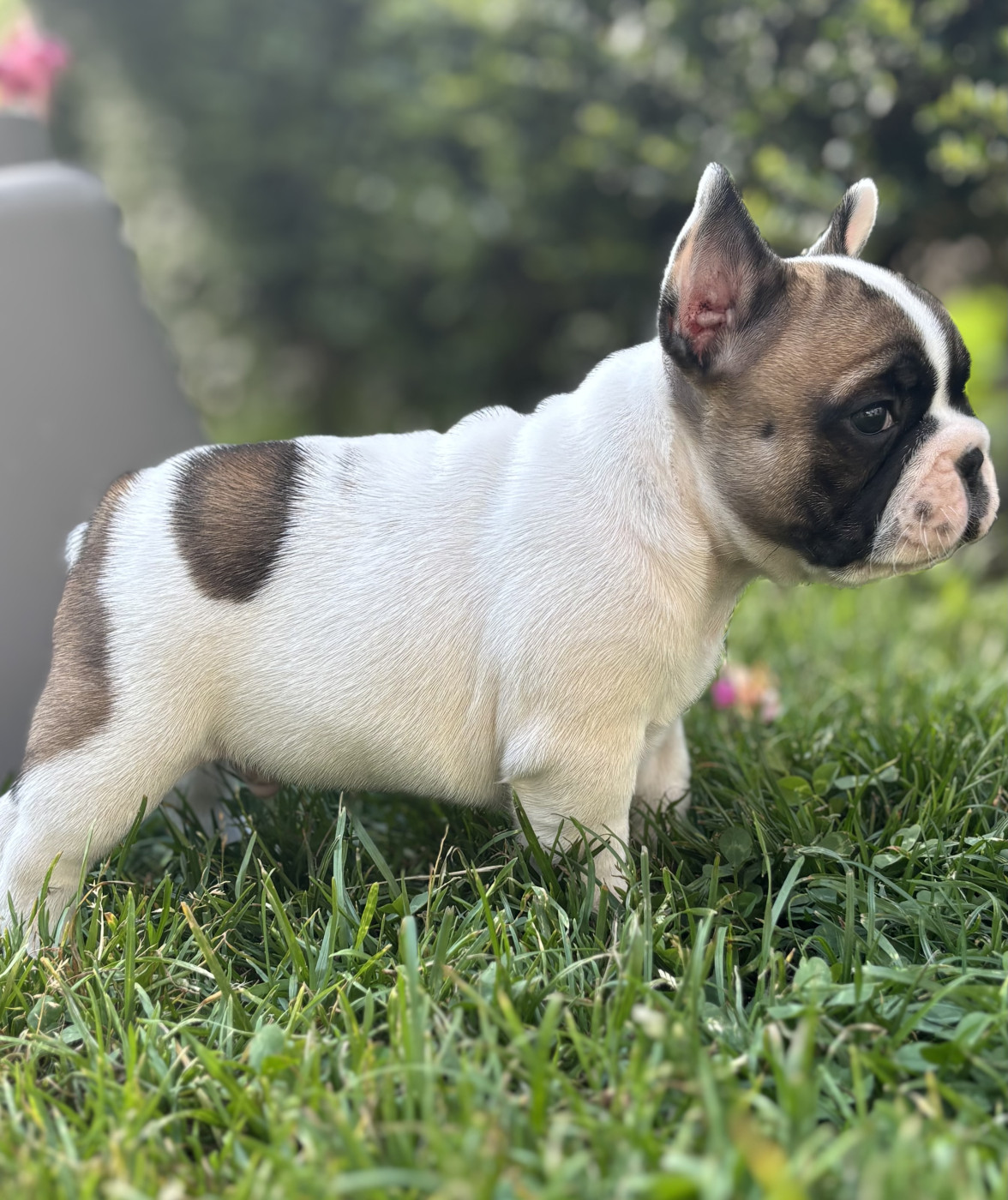 du royaume des anges gardiens - Chiots disponibles - Bouledogue français