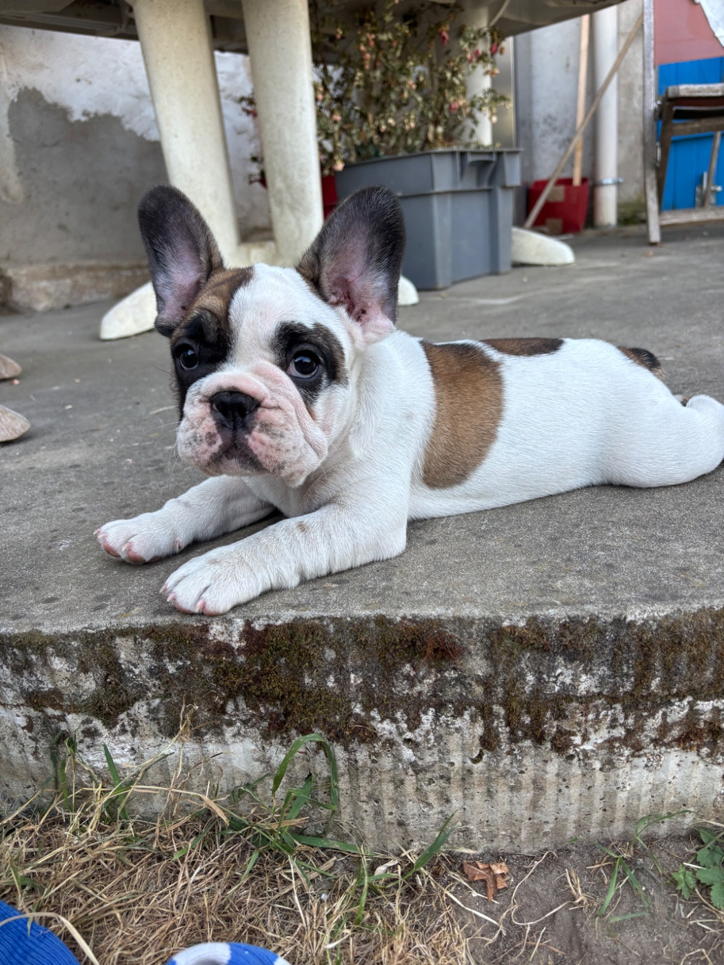 du royaume des anges gardiens - Chiots disponibles - Bouledogue français